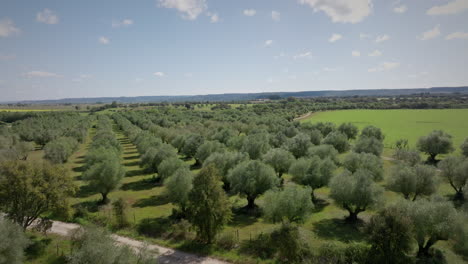 olive grove aerial medium shot