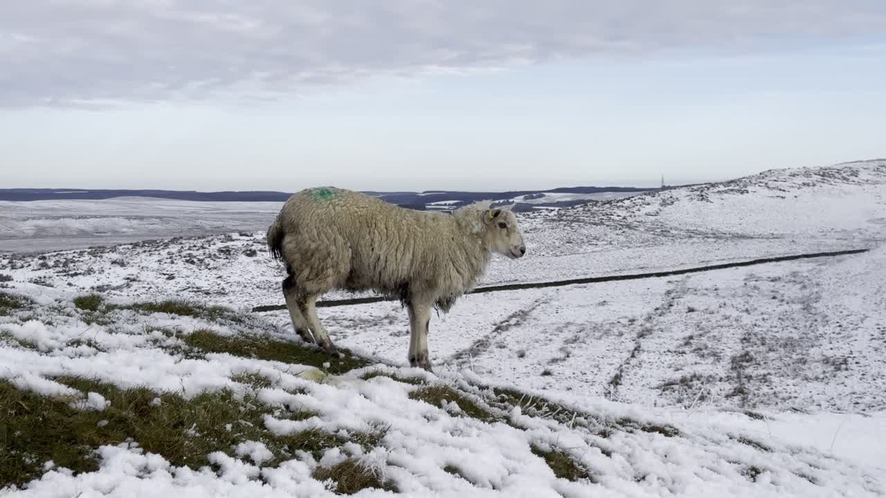Græssende får på vulkansk afsats med sneklædte marker i Northumberland i baggrunden – Northumberland, England