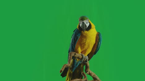 blue and yellow parrot macaw ( ara ararauna ) sitting or standing on branch on green screen background . shot on arri alexa cinema camera in slow motion .