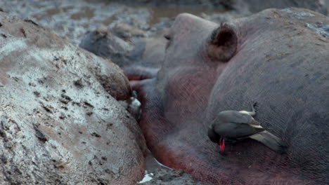 three-hippos-motionless-in-mud,-close-up-shot,-yellow-billed-oxpecker-on-back,-pecking,-medium-to-close-up-shot