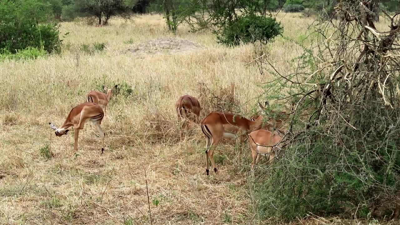 manada de gacelas thomson hembras sobre hierba seca en la sabana africana, parque nacional tarangire