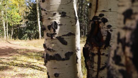 close-up of birch tree trunks in the forest at daytime