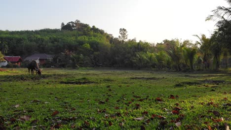 Cow-is-eating-grass-in-the-morning