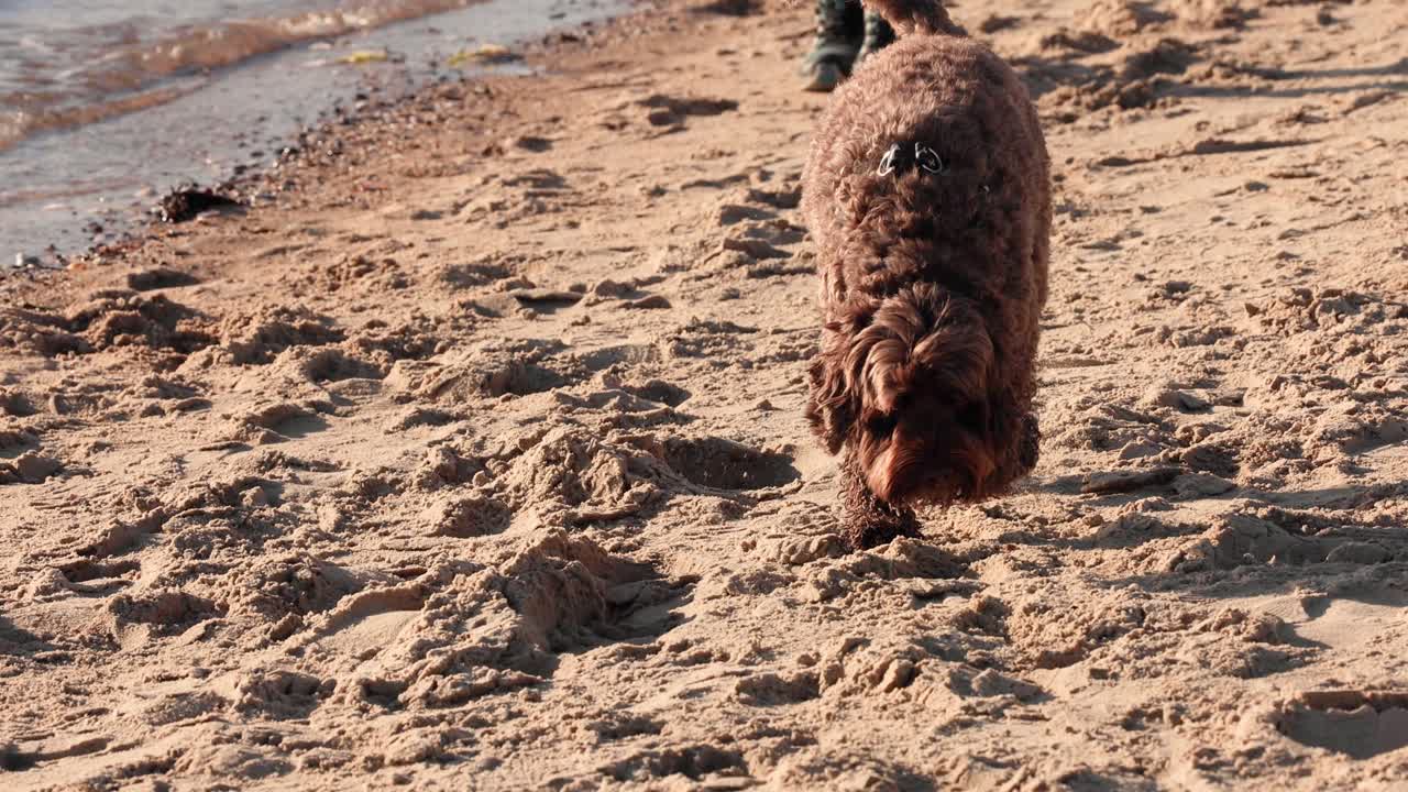 un perro marrón caminando a lo largo de una playa de arena