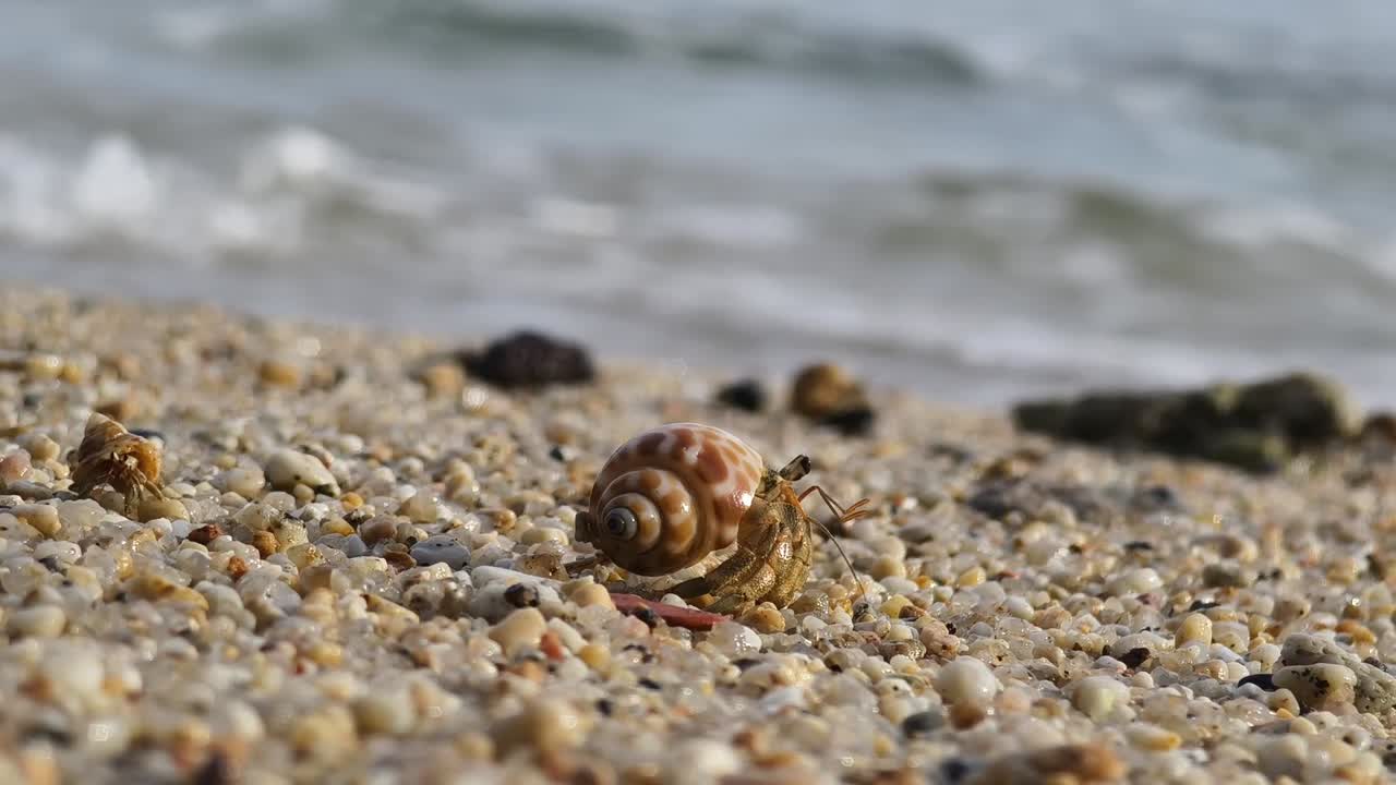 해변에서 소라 게