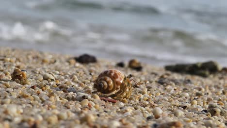 hermit crab on the beach