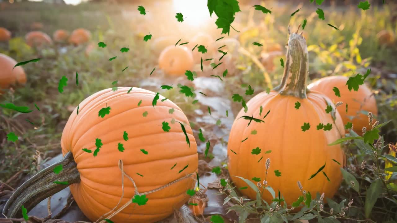 animación de las hojas de otoño que caen sobre el campo de calabazas