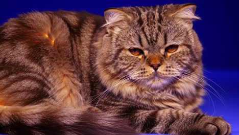 adorable grey tabby cat resting comfortably on blue background, showcasing its soft fur and expressive features in relaxed poses