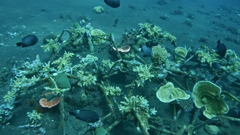 fish swimming in coral reef restoration, regrowing coral, rebuild coral reefs in bali, tulamben