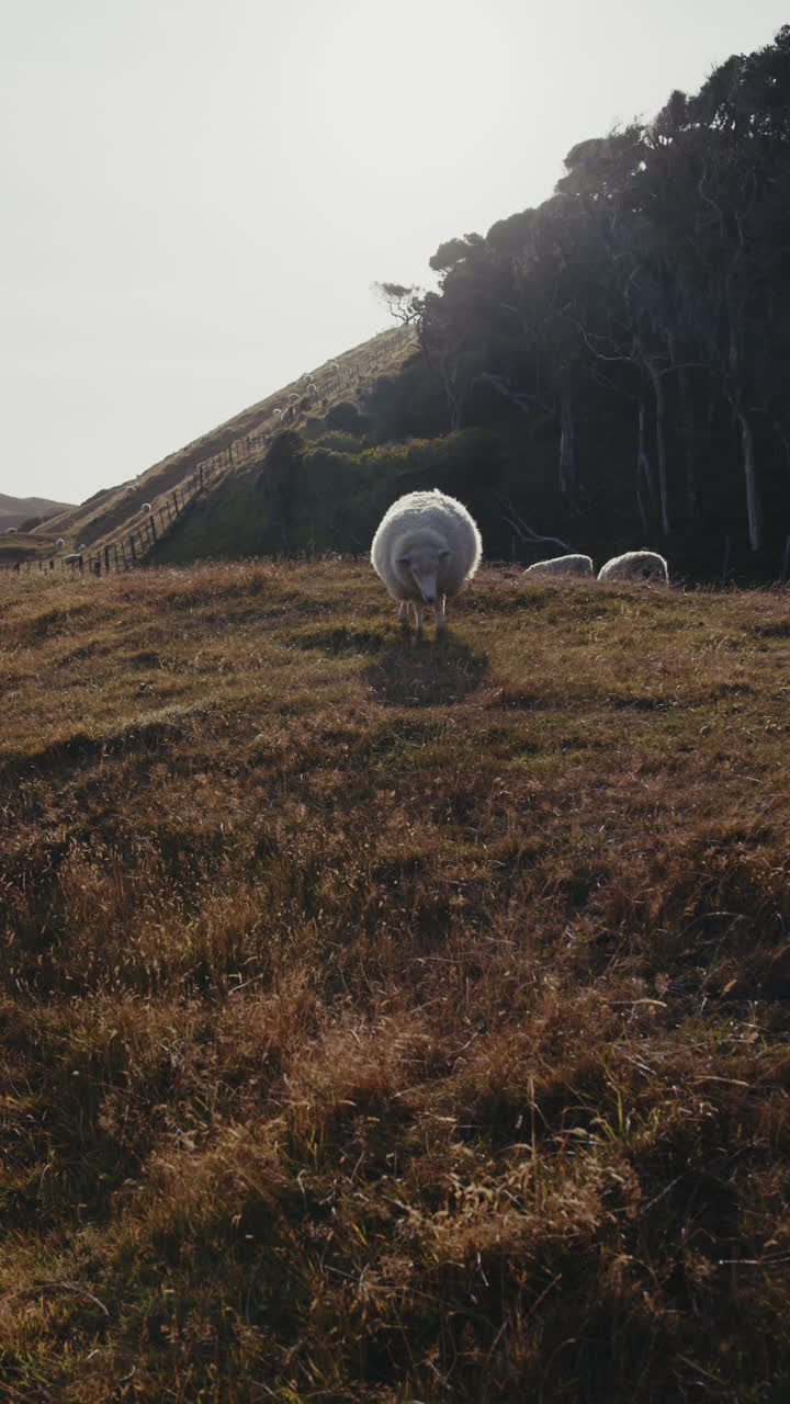 Sheep Grazing on a Hillside