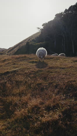 sheep grazing on a hillside