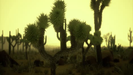 el paisaje desértico del árbol de josué
