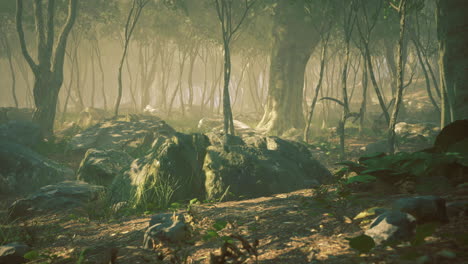 paisaje forestal misterioso con la luz del sol filtrando a través de los árboles
