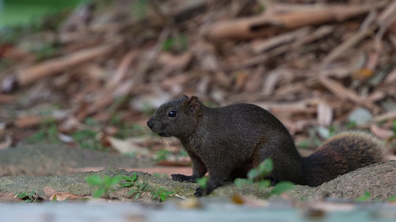 la ardilla de pallas alertada se escapa en el bosque del parque daan, taipei, taiwan