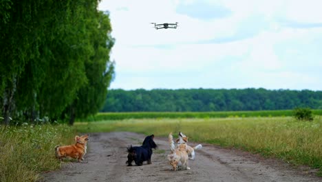 active dogs among nature. drone flies over the pets in the field. funny pets look at the drone flying in the air and bark.