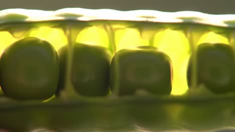 close-up of fresh green peas in a pod, showcasing their vibrant color and texture against a soft natural background light