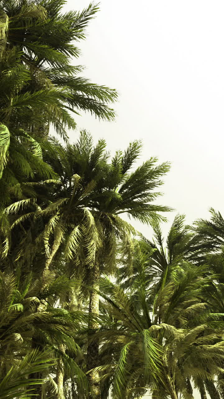 Tall palm trees sway gently in the warm sunlight of a tropical oasis