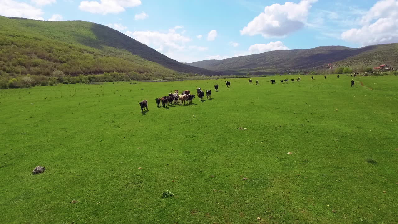 Vista aerea di mucche che pascolano e corrono su un campo verde