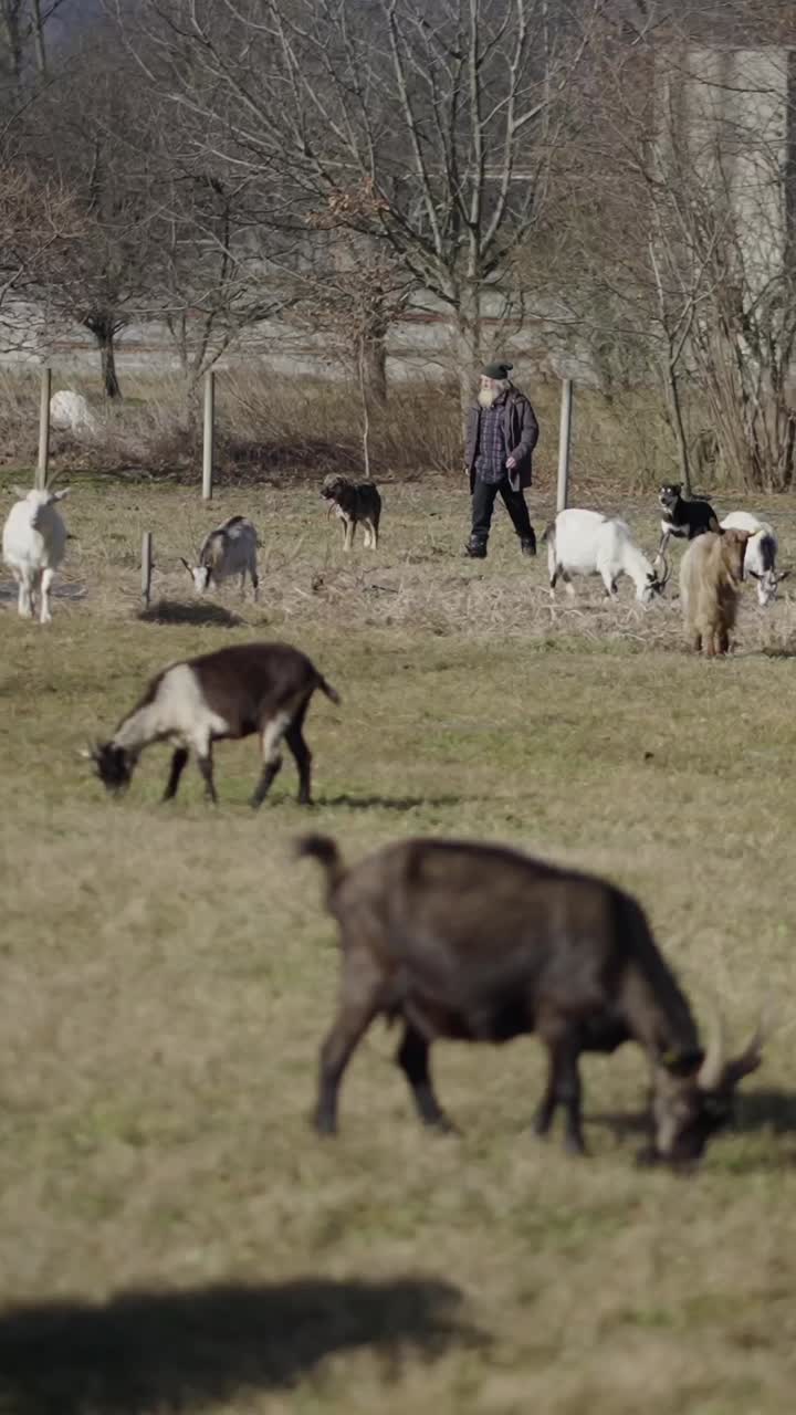 Goats in a field with a shepherd