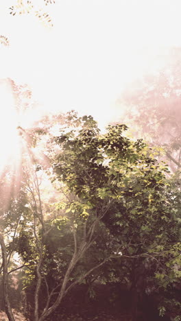 sun shining through trees in forest