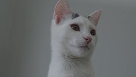 white cat looking around bottom view close up center