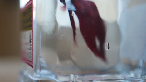 red betta fish in a tequila bottle swims upwards and out of frame