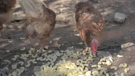brown chickens eating corn on the ground