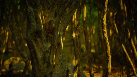 el misterioso bosque oscuro