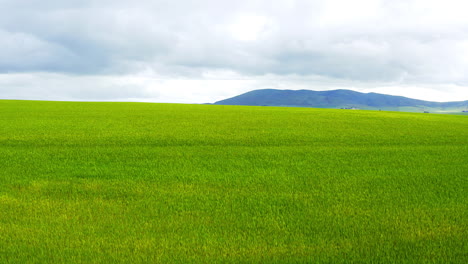 4k drone footage of a beautiful green field