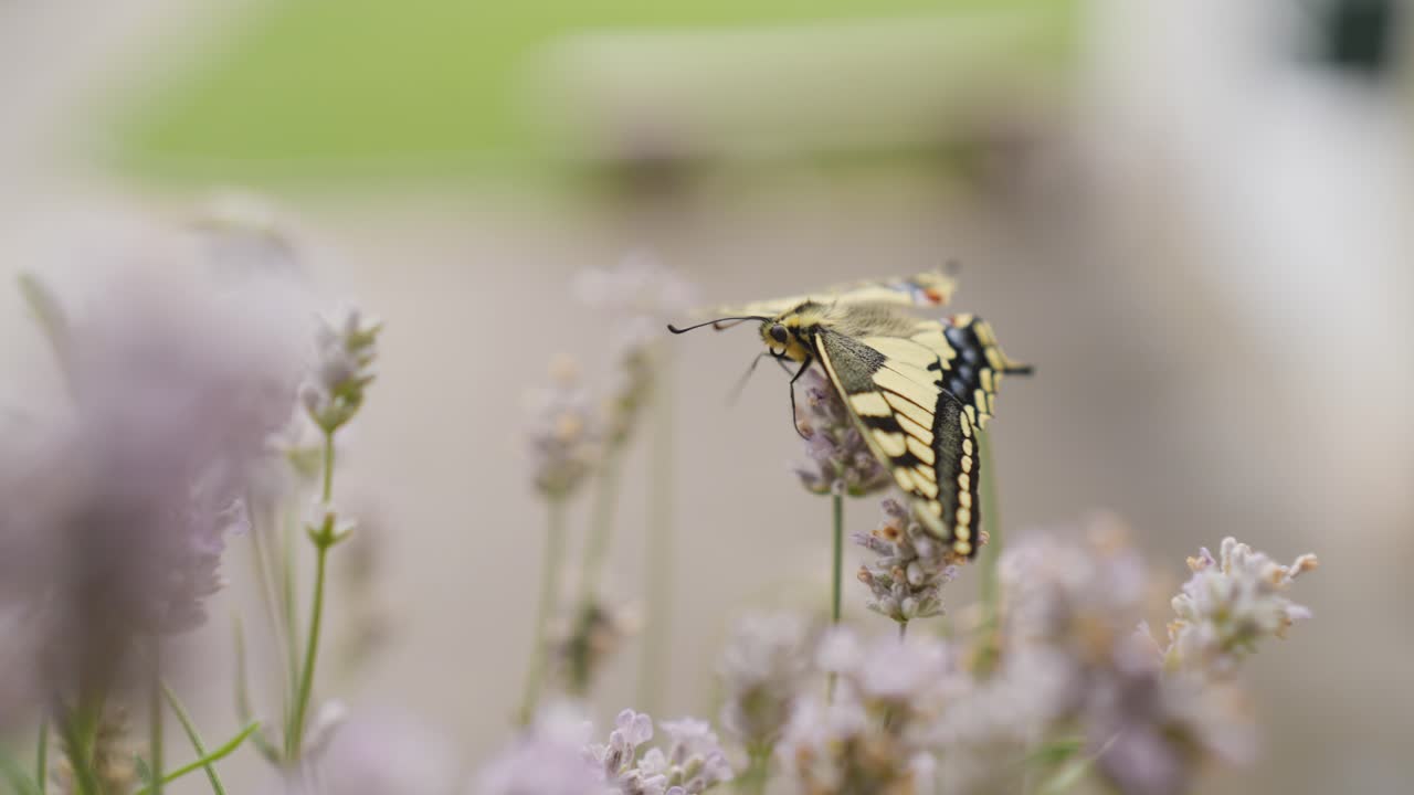 Scatto macro di una farfalla macaone appena schiusa su lavanda