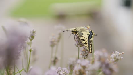 fotografía macro de una mariposa cola de golondrina recién eclosionada en la lavanda