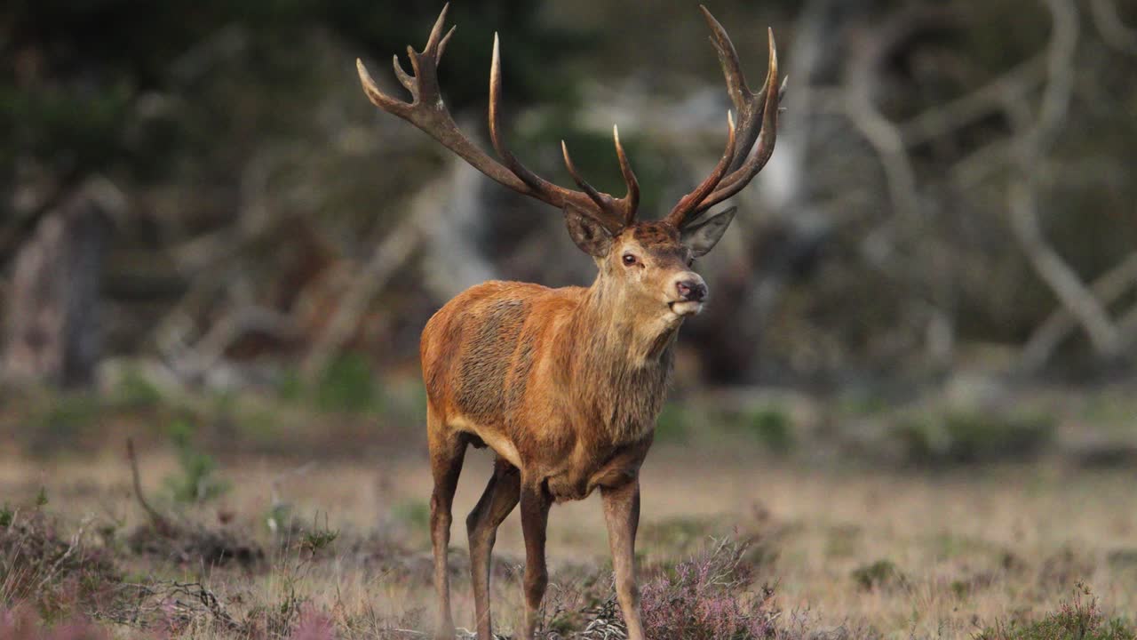 ciervo rojo, mirando a su alrededor, solo en el prado del bosque, hermosa bestia, cámara lenta cinematográfica