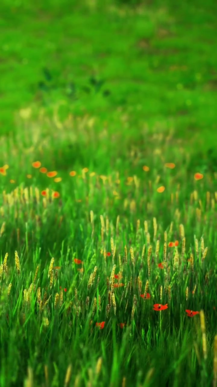 Erba verde con piccoli fiori arancioni in un campo in una giornata di sole.