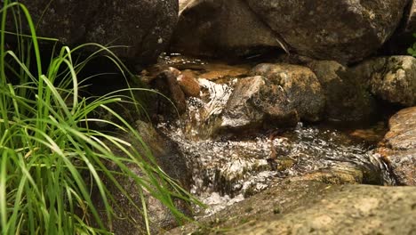 peaceful cricket in gerês forest during summer, portugal