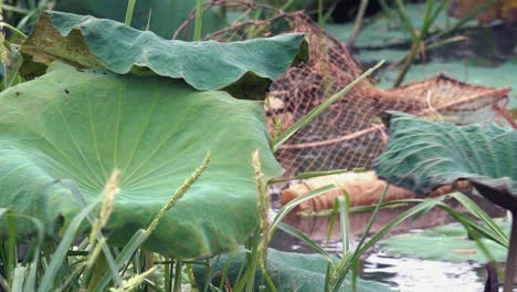 Fischfalle-In-Einem-Teich-Mit-Lotuspflanzen