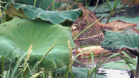 fish trap in a pond of lotus plants