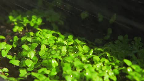 Close-up-of-oregano-leaves-while-watering