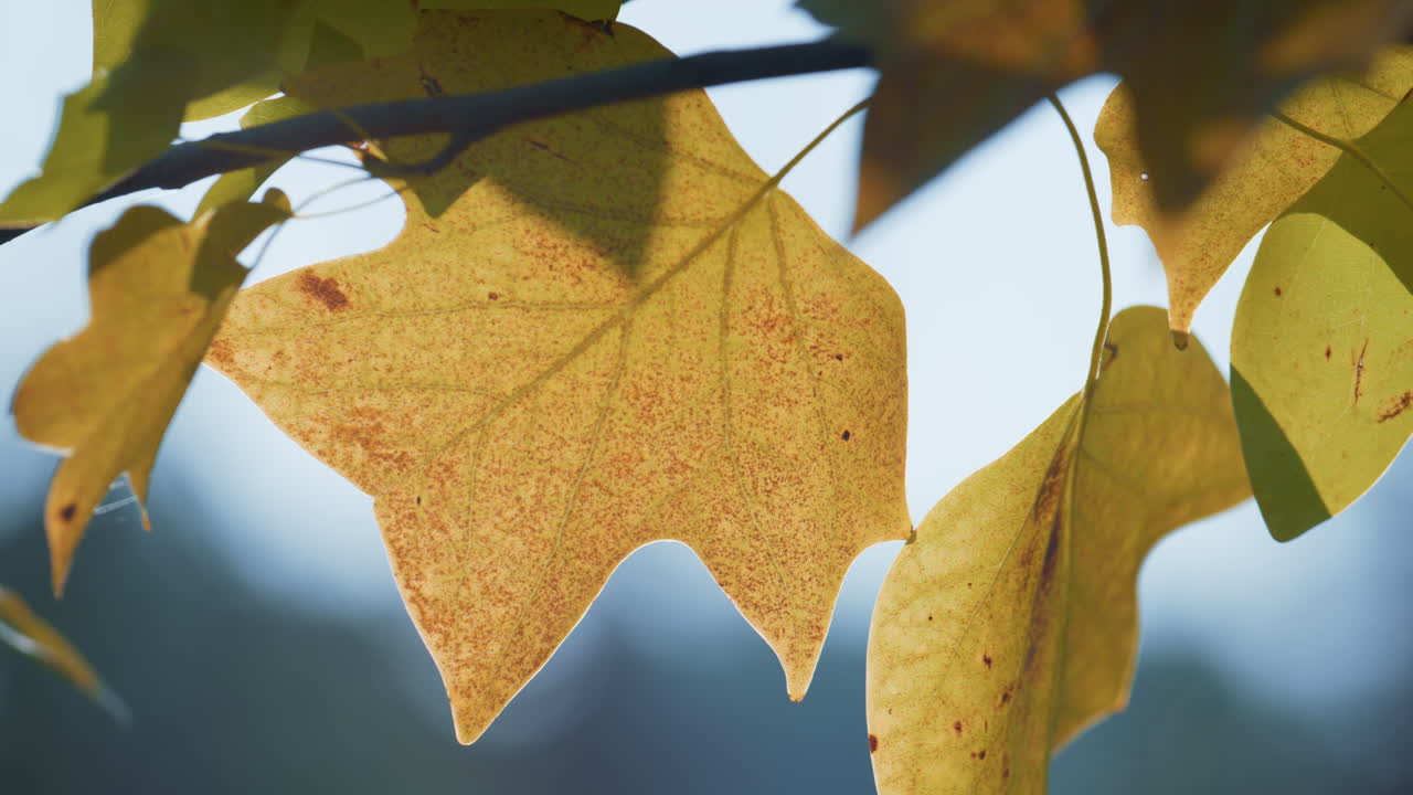 la hoja de arce de otoño colgando de una rama exuberante de cerca. hermosa temporada de otoño dorada.