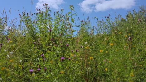 Lush-English-wildflowers-in-Summer-with-blue-sky-background