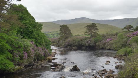 a view of a flowing river in a valley, with rhododendrons and lush green