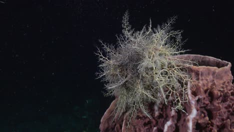una estrella de canasta gigante completamente desplegada en un bonito coral púrpura en una inmersión nocturna
