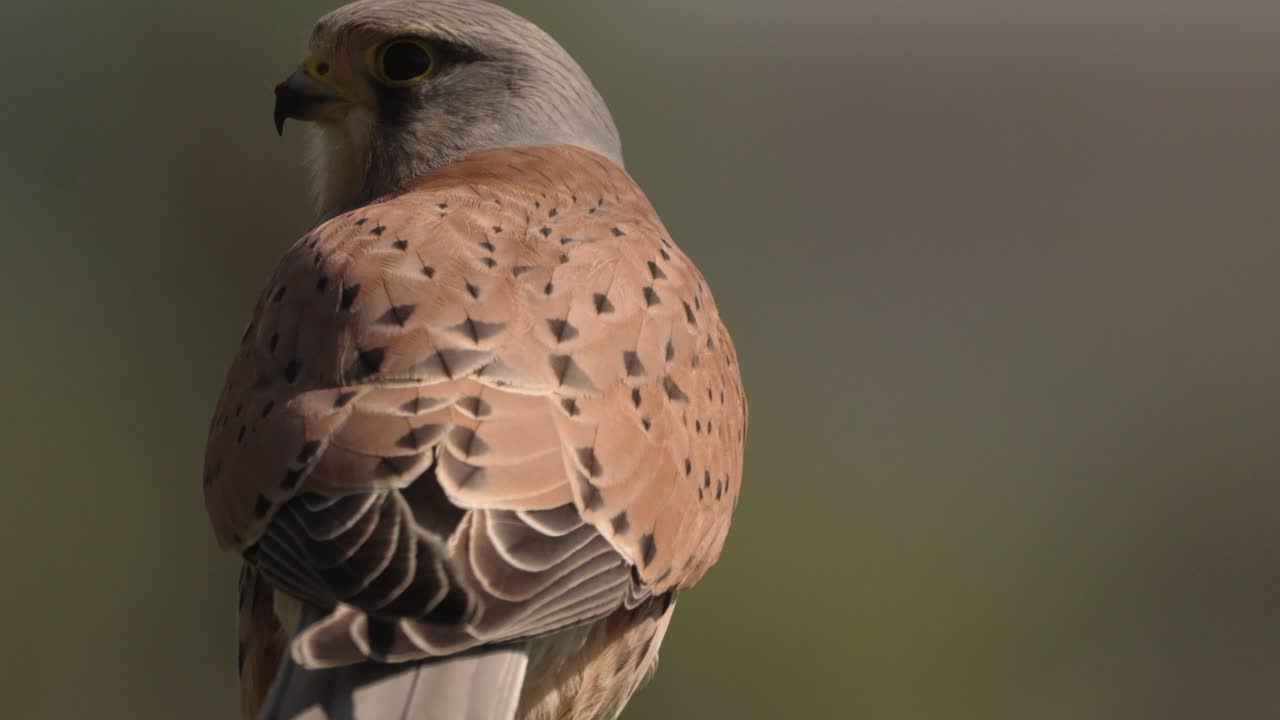 majestuoso cernícalo común mirando a su alrededor y volando, fondo borroso