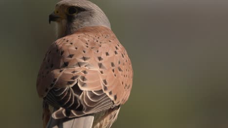 Majestätischer-Turmfalke,-Der-Sich-Umschaut-Und-Wegfliegt,-Verschwommener-Hintergrund