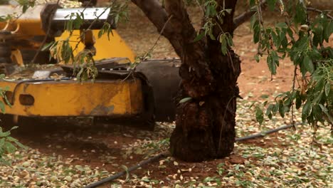las almendras se cosechan con un agitador.