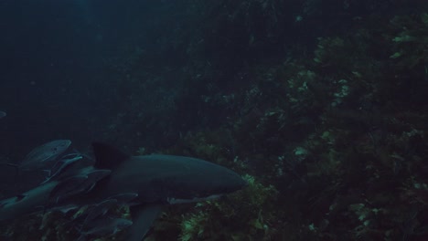 great white shark carcharodon carcharias neptune islands south australia slow motion 4k