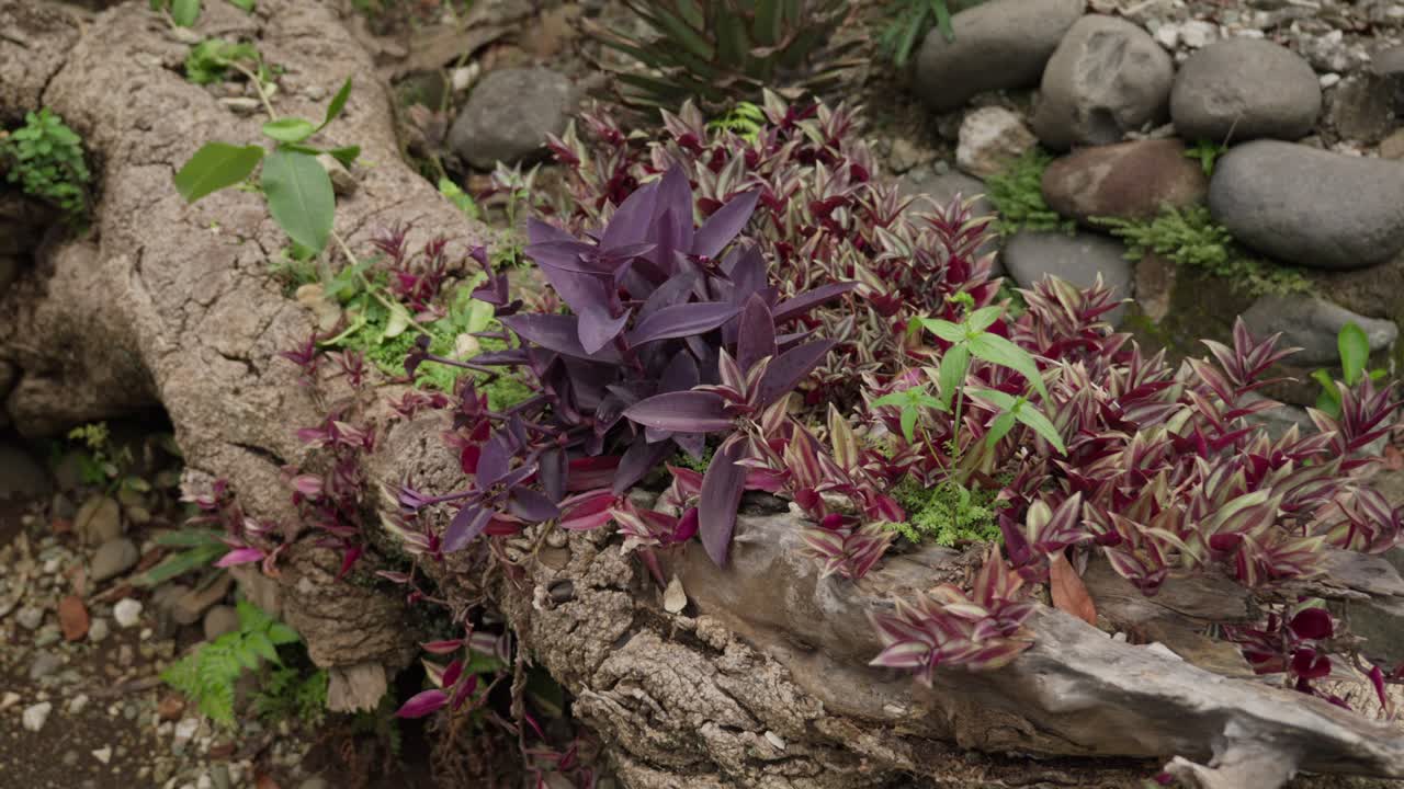 Purple Heart Plant Growing On Old Tree Trunk In Botanical Garden, Tradescantia Pallida