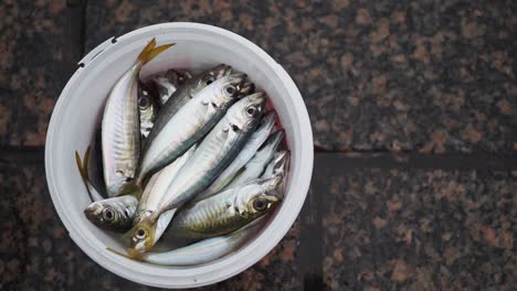 fresh fish in a bucket