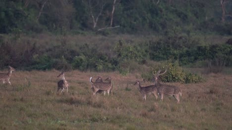 Un-Grupo-De-Ciervos-Manchados-Alerta-Por-Los-Peligros-En-La-Jungla