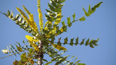 african honeybee pollinating chinese hollygrape shrub on a sunny day