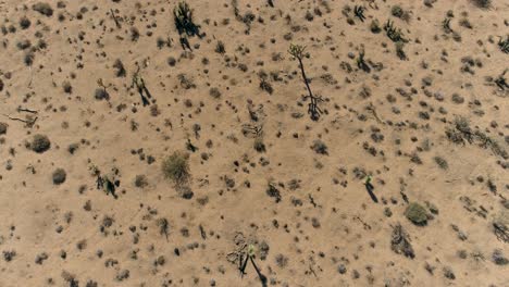 Joshua-Tree-4k-Drone-De-Desierto-Y-Cactus---Vista-De-Arriba-Hacia-Abajo-Vista-De-Pájaro